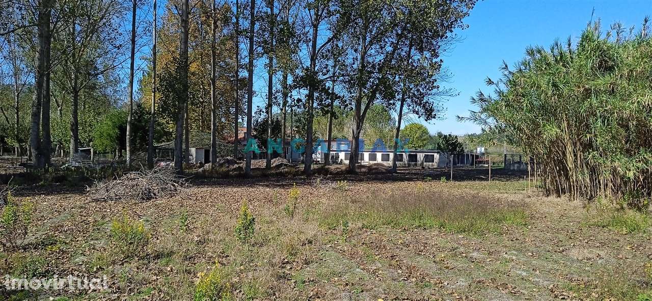 ANG1239 - Herdade para Venda em Vieira de Leiria - Grande imagem: 2/12