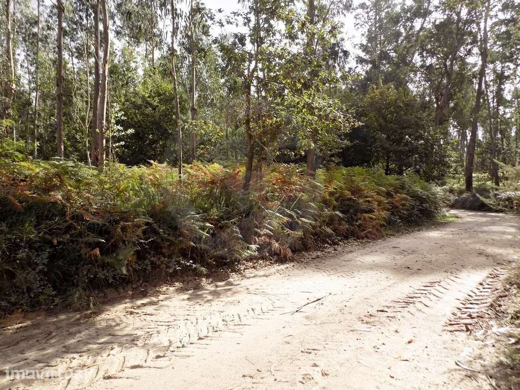 Terreno com mais de 15000 m2 - Grande imagem: 4/14