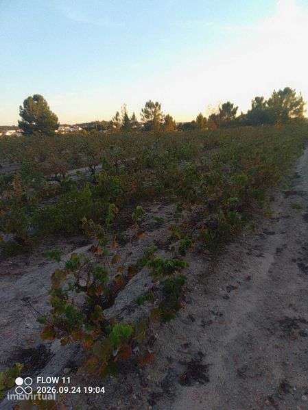 Terreno de vinha - Grande imagem: 4/10