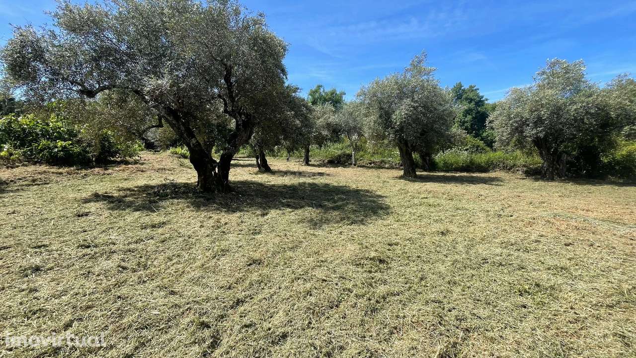 Terreno rústico | S. Miguel d'Acha, Idanha-a-Nova - Grande imagem: 4/18