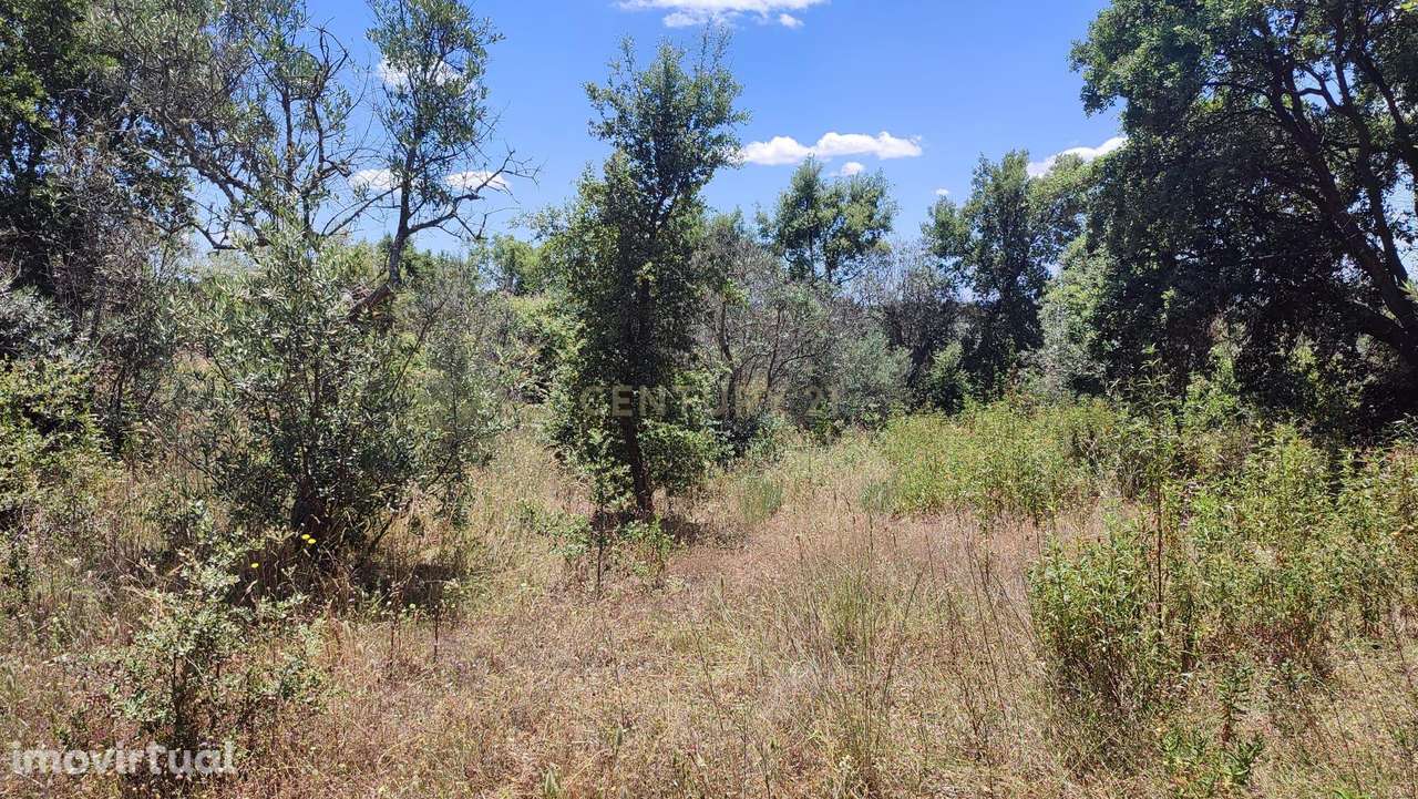 Terrenos Rústicos com 6250 m2, Ninho do Açor , Castelo Branco - Grande imagem: 3/10