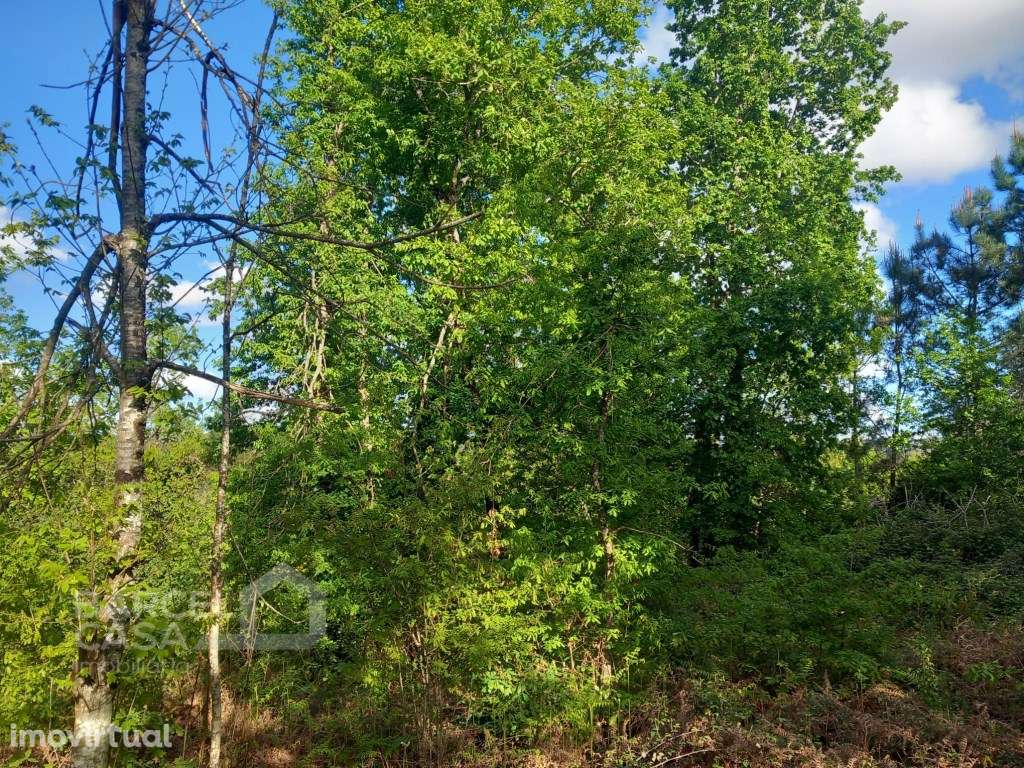 Terreno de construção em Sandiães - Ponte de Lima - Grande imagem: 3/11