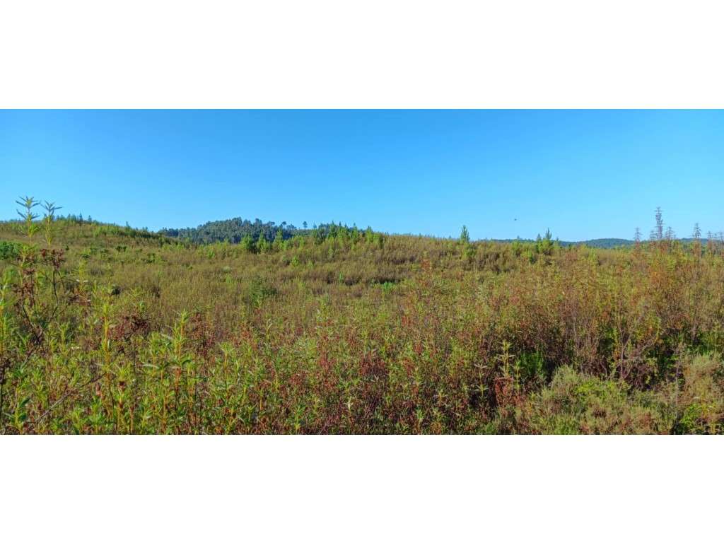 Arrendamento de Terreno Rústico - 30.400 m² - Grande imagem: 2/5