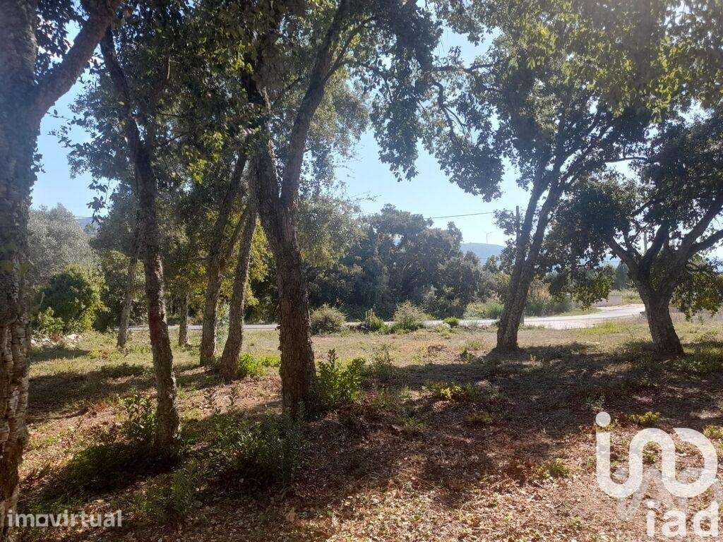 Terreno Agrícola em Aljubarrota - Grande imagem: 2/4