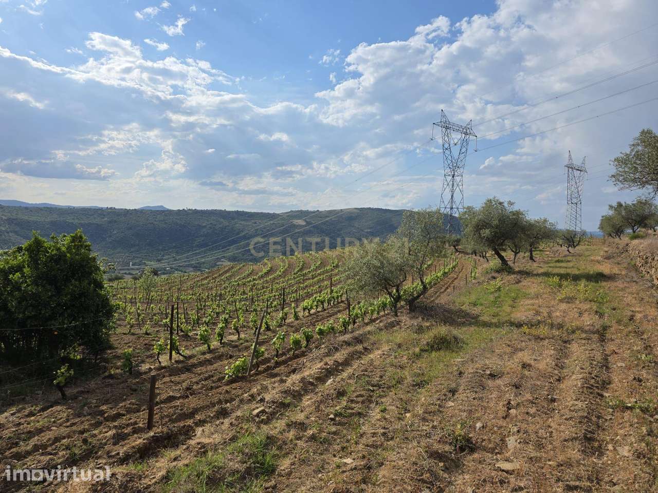 Quinta dos Cantos — Propriedade com vinha, olival e potencial agrícola - Grande imagem: 3/39