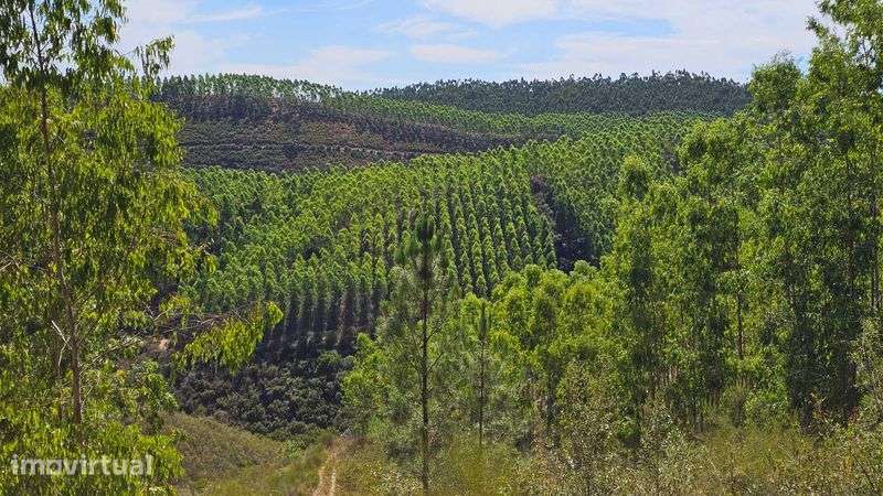 Terreno Rústico com 43 Hectares em Nisa, Portalegre - Grande imagem: 5/12