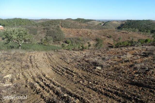 Terreno para fins agrícolas e florestais com 58.315 m2 - Santana da Se - Grande imagem: 4/15