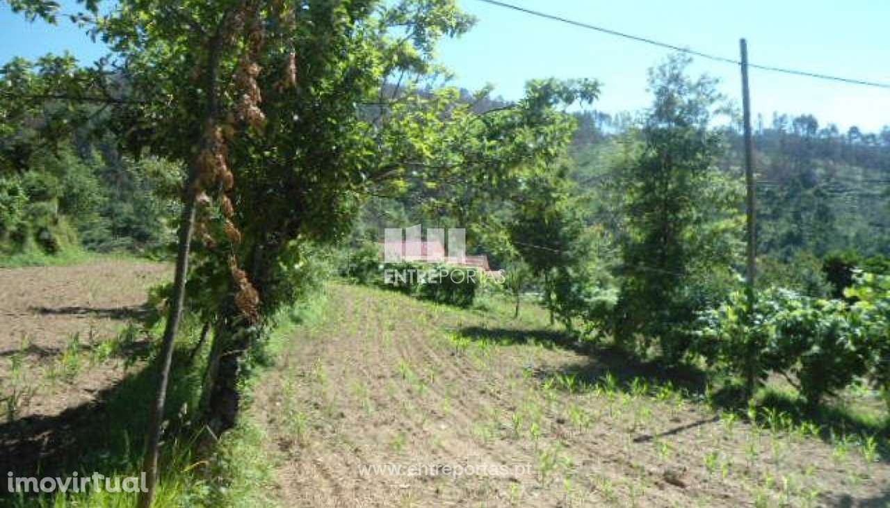 Venda Terreno, Nespereira, Cinfães - Grande imagem: 2/30
