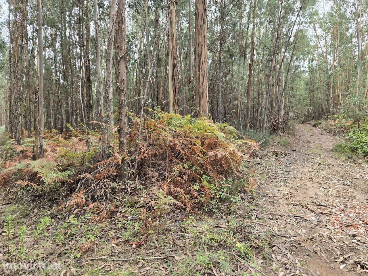 Terreno Rústico 3.250 m² – Herdade, Sertã - Grande imagem: 3/8