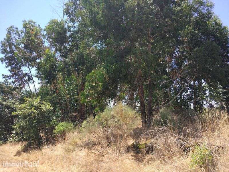 Quinta em terreno rústico 5 ha Belmonte Gare - Grande imagem: 5/12