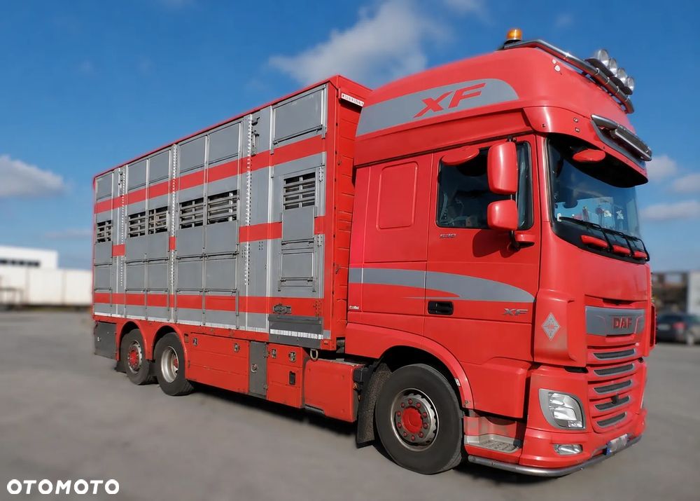 DAF XF 530 6x2 + PEZZAIOLI | Transport zwierząt | 3 poziomy | Podnoszony dach | 2020 - 2