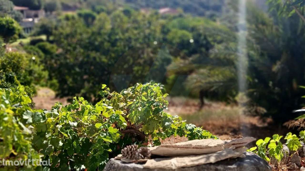 Quintinha Monchique - Grande imagem: 4/6