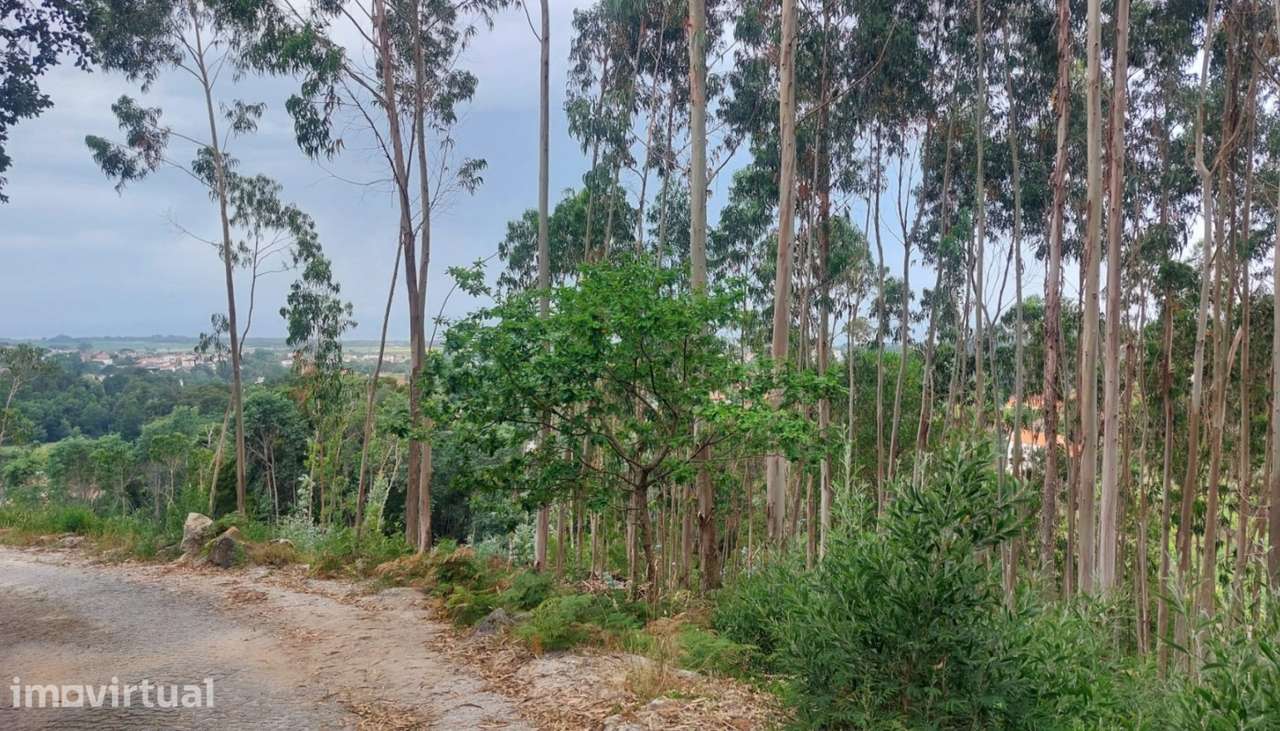 Venda de terreno florestal c/ 2200m², Afife, Viana do Castelo - Grande imagem: 4/21