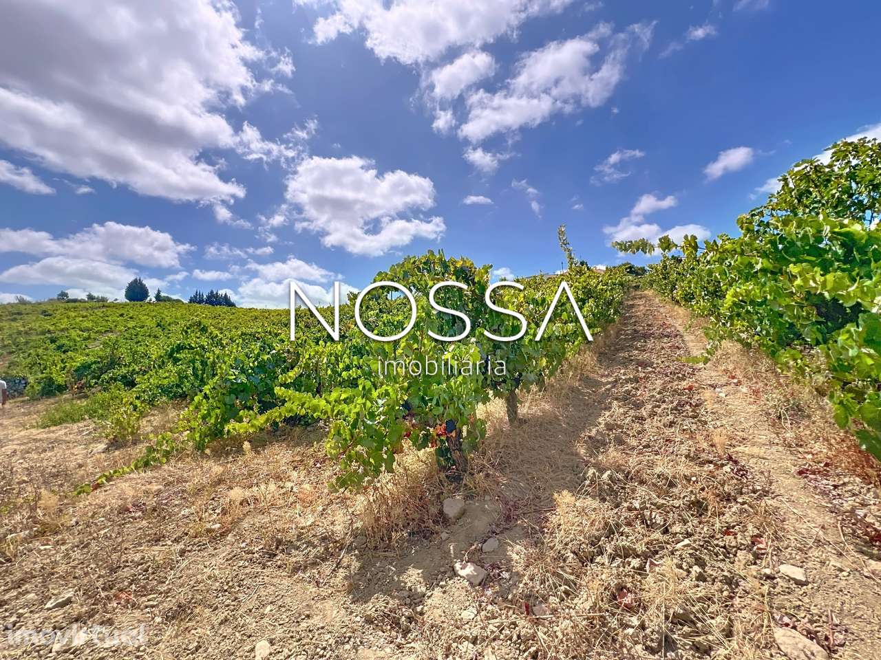 Quinta da Caldeira | Arruda dos Vinhos | vinha (DOC) - Grande imagem: 5/57