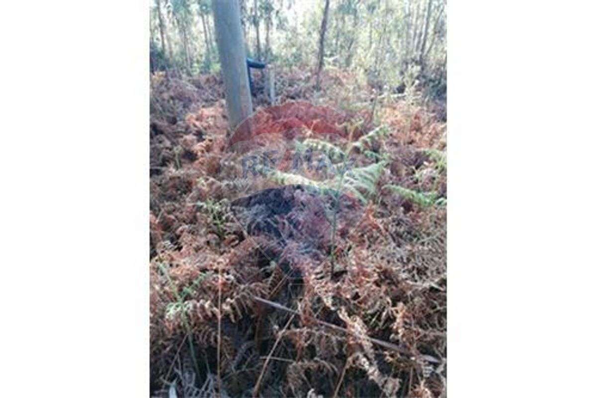 Terreno T0 para venda - Grande imagem: 3/3