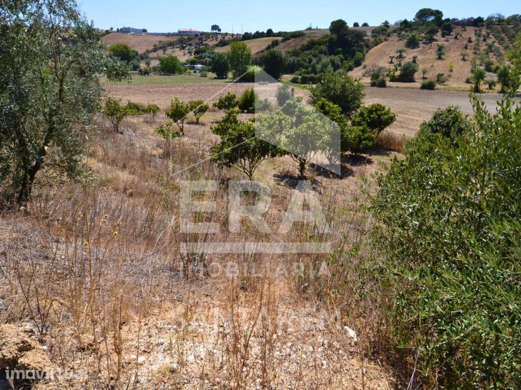 Dois terrenos com uma área total de 8.000 m² - Grande imagem: 2/13