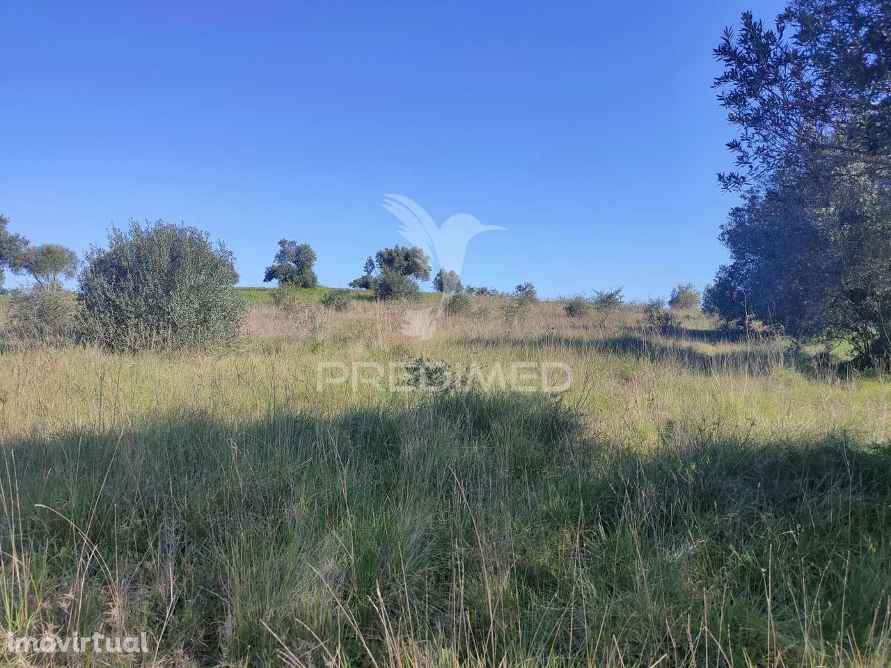 Terreno Rústico - Monsanto, Alcanena - Grande imagem: 5/9