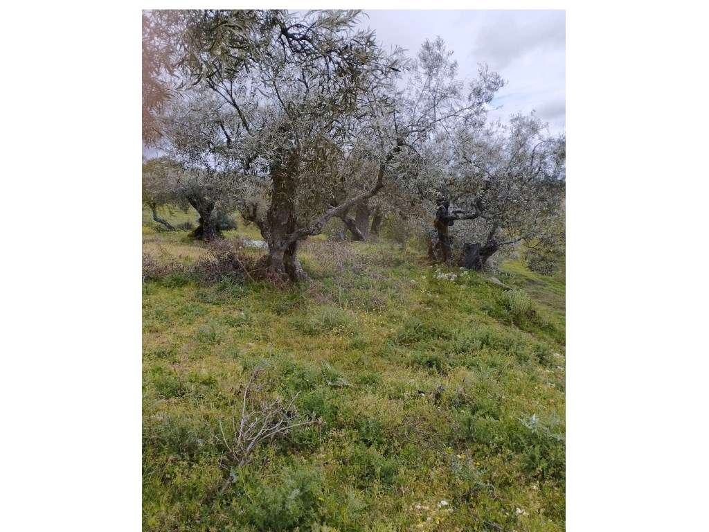 Terreno - Mogadouro - Grande imagem: 5/12