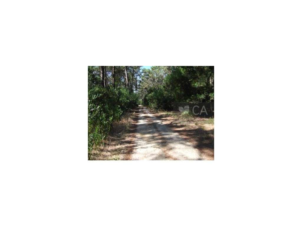 Terreno Florestal - Grande imagem: 4/4