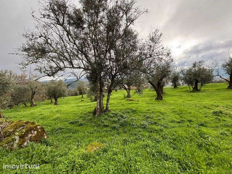 Terreno 5 mil m2 - Algodres - Grande imagem: 5/8