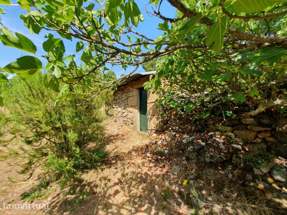 Terreno agrícola com quase meio hectare - Trancoso - Grande imagem: 2/41