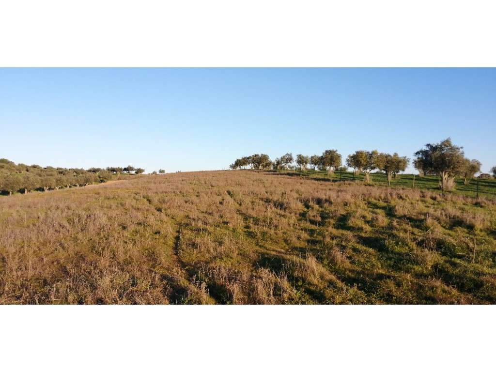 Terreno com 10000 m2 próximo da Vila de Redondo - Grande imagem: 2/8