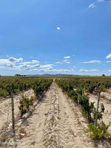 Terreno com vinha no Lau, Palmela 15.000 m2 - Grande imagem: 5/9