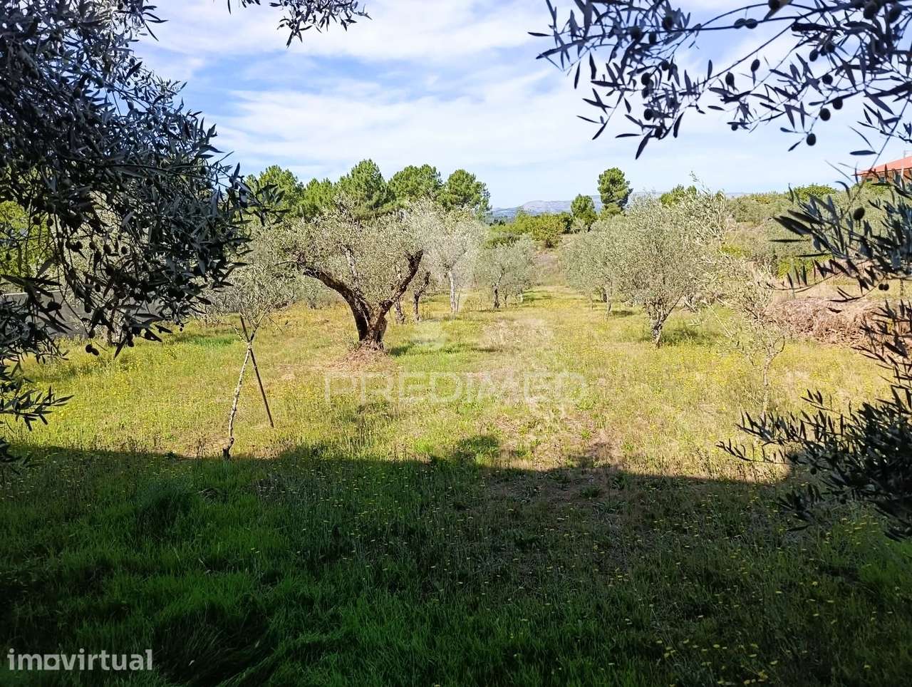 Terreno com olival a 10 kms de Vila Real - Grande imagem: 5/10