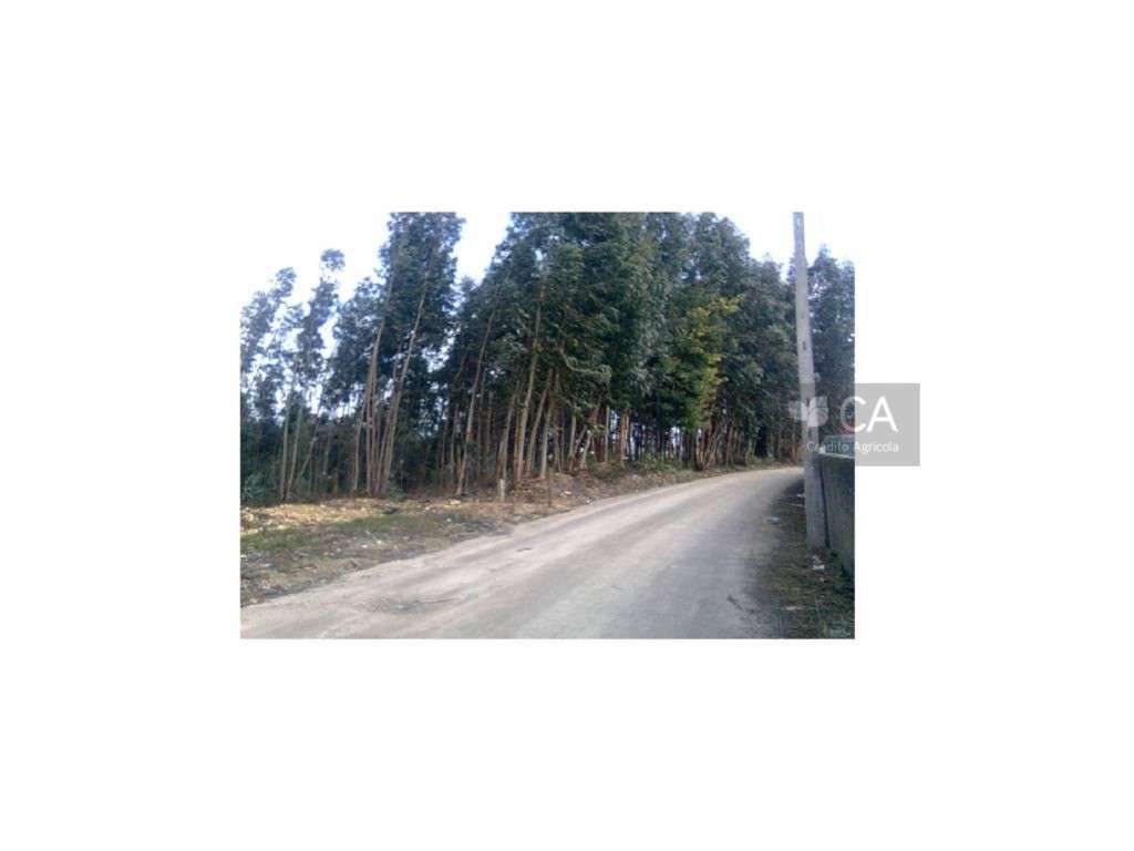 Excelente Terreno Rústico com possibilidade de construção industrial - Grande imagem: 2/2