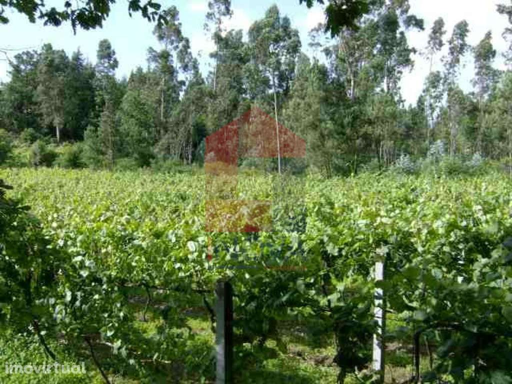 Terreno, Coucieiro - Grande imagem: 4/9