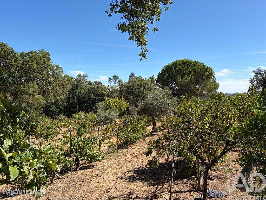 Terreno Agrícola em Mação, Penhascoso e Aboboreira - Grande imagem: 4/34
