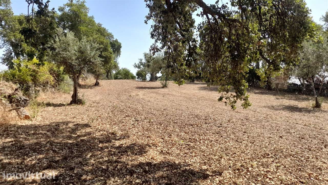 Terreno Rústico  Venda em Escalos de Cima e Lousa,Castelo Branco - Grande imagem: 3/20