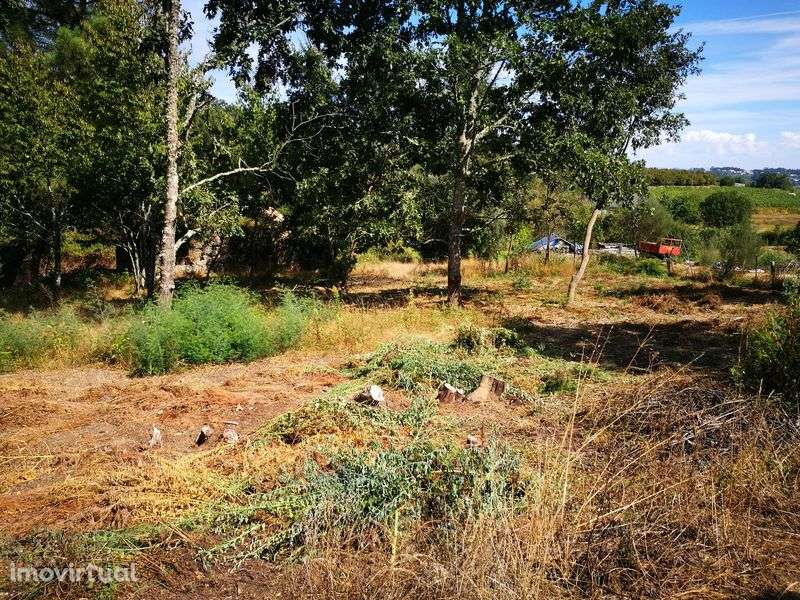 Terreno agrícola + pinhal S. Pedro France, Viseu - Grande imagem: 4/8