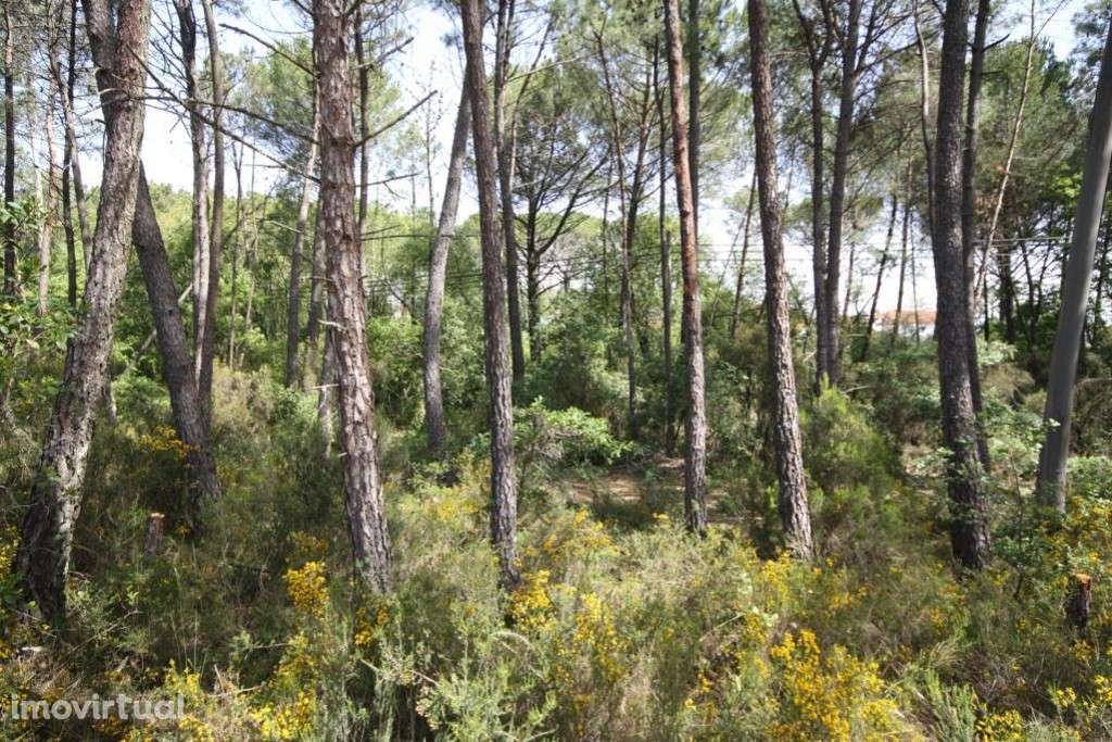 Terreno, Condeixa-a-Nova, Condeixa - Grande imagem: 3/7