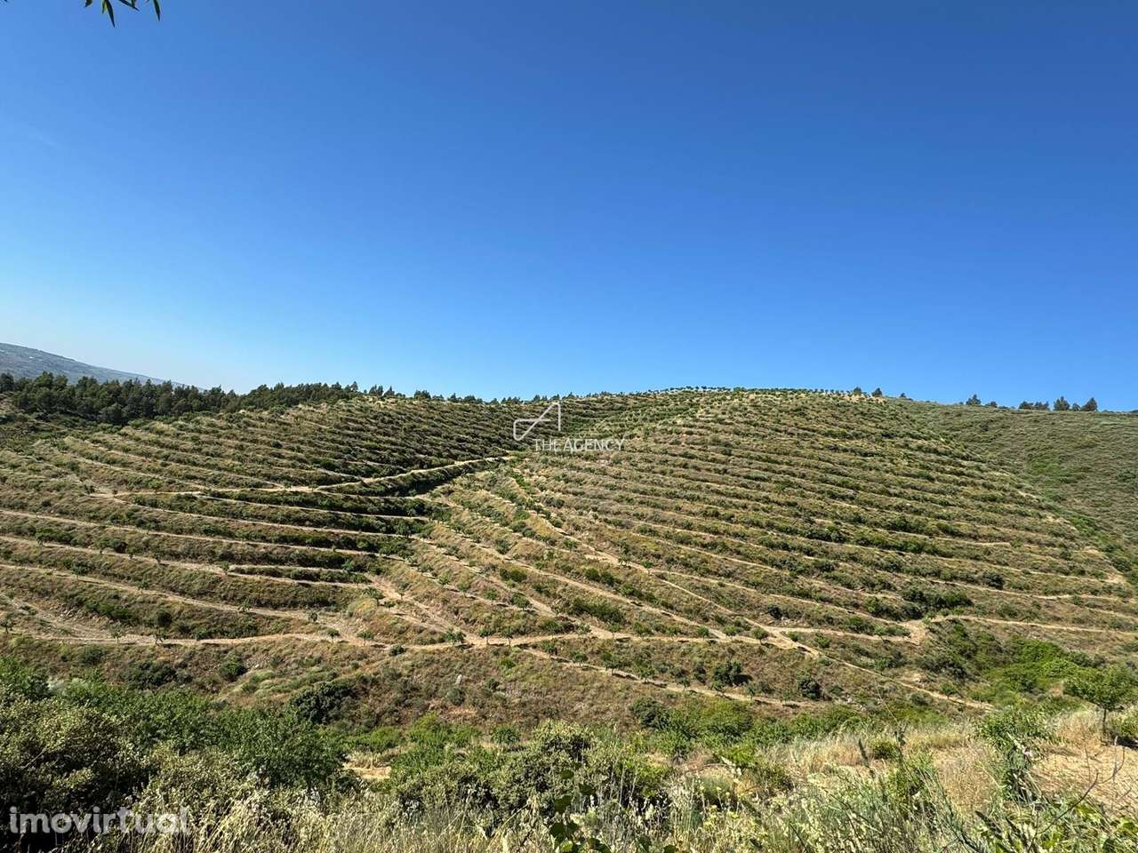 Exploração Agrícola Sustentável com 17ha de Amendoal Certificado – Inf - Grande imagem: 4/8