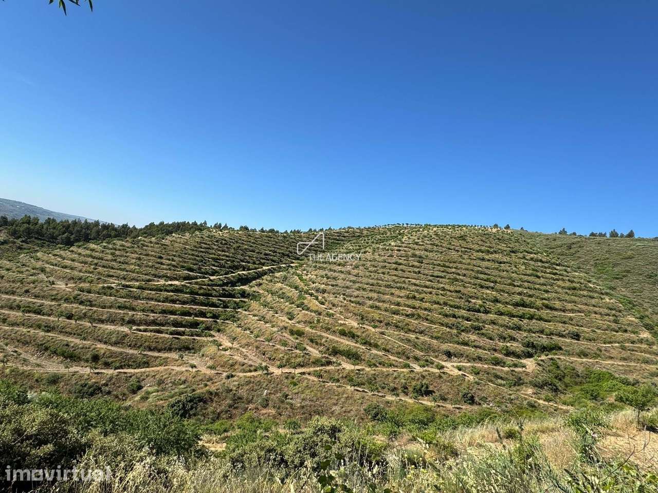 Exploração Agrícola Sustentável com 17ha de Amendoal Certificado – Inf - Grande imagem: 4/8
