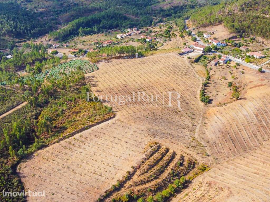 Quinta com 15 hectares de Olival e casa para recuperar em Mação - Grande imagem: 3/56