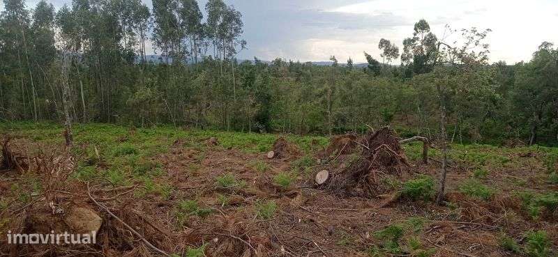Terreno Rústico com 17500 mts na Sertã - Grande imagem: 3/5