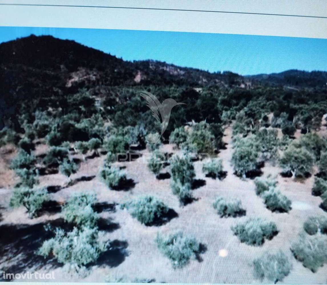 Terreno Rustico na Várzea de Grândola - Grande imagem: 2/4