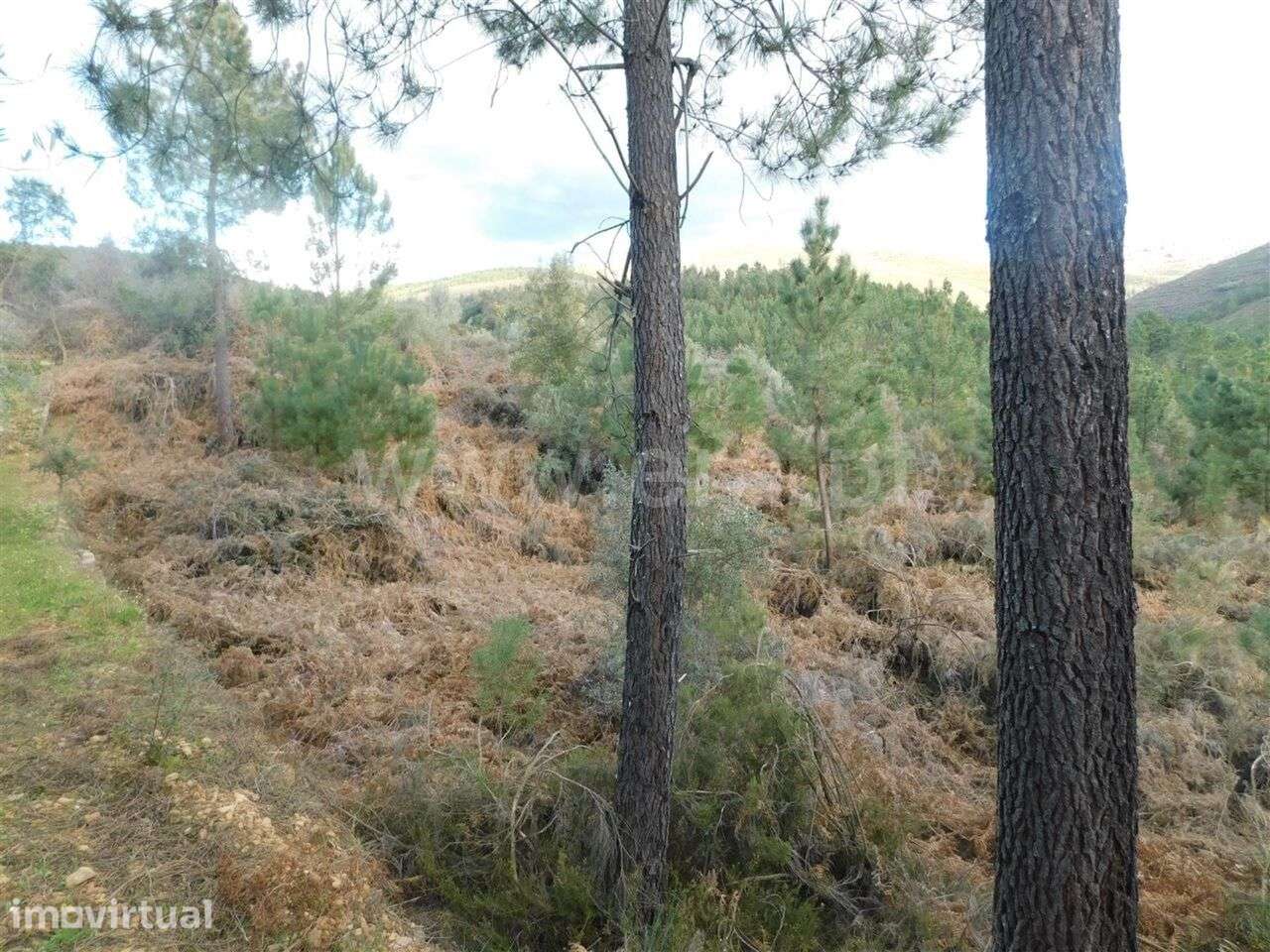 Terreno / Fundão, Souto da Casa - Grande imagem: 3/4