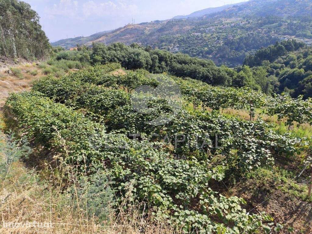 Pomar Kiwis Erica - Grande imagem: 3/6