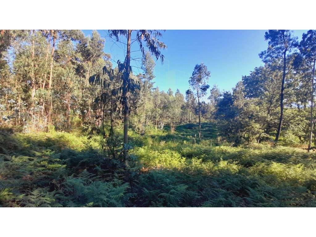 Terreno para construção - Grande imagem: 3/6