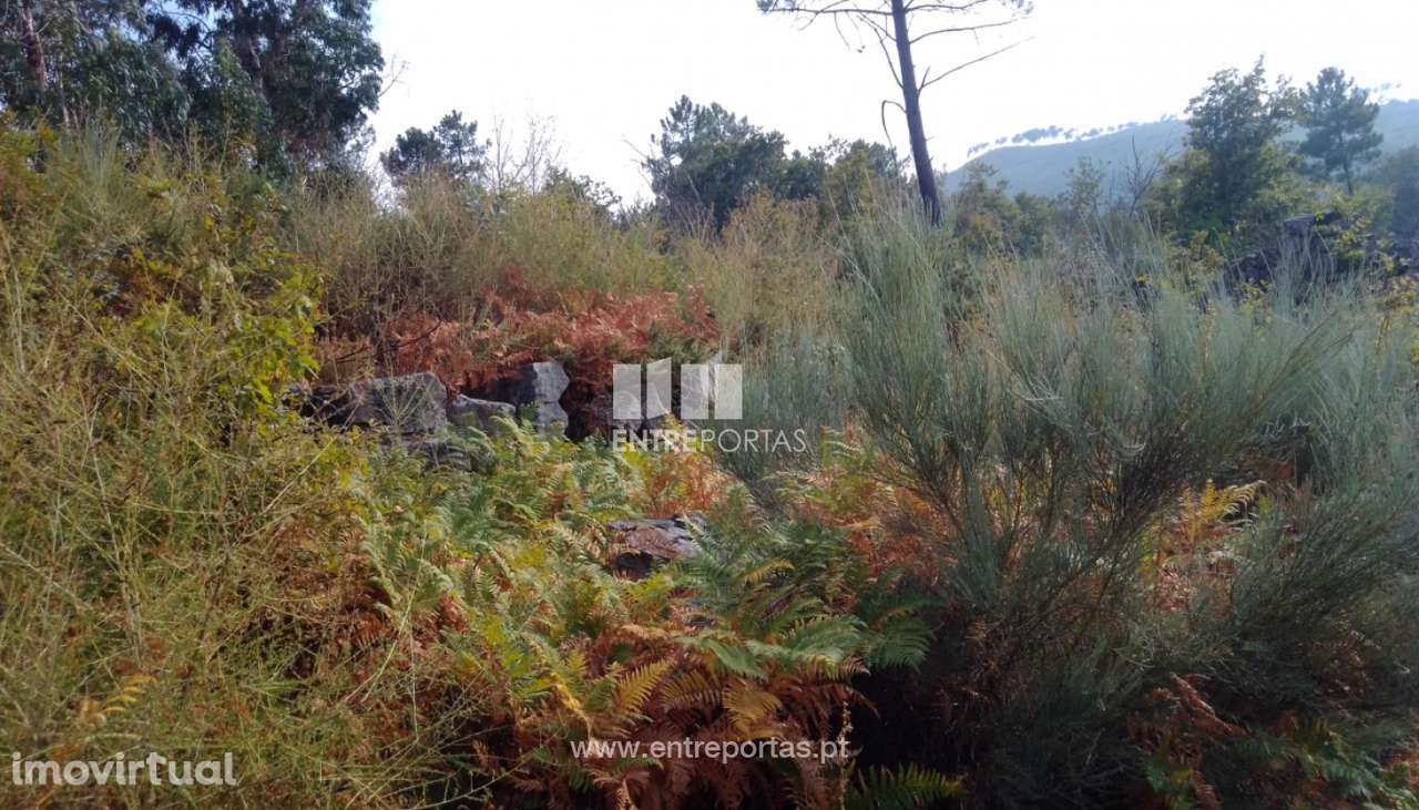 Venda Terreno com viabilidade de construção, Cinfães - Grande imagem: 4/26