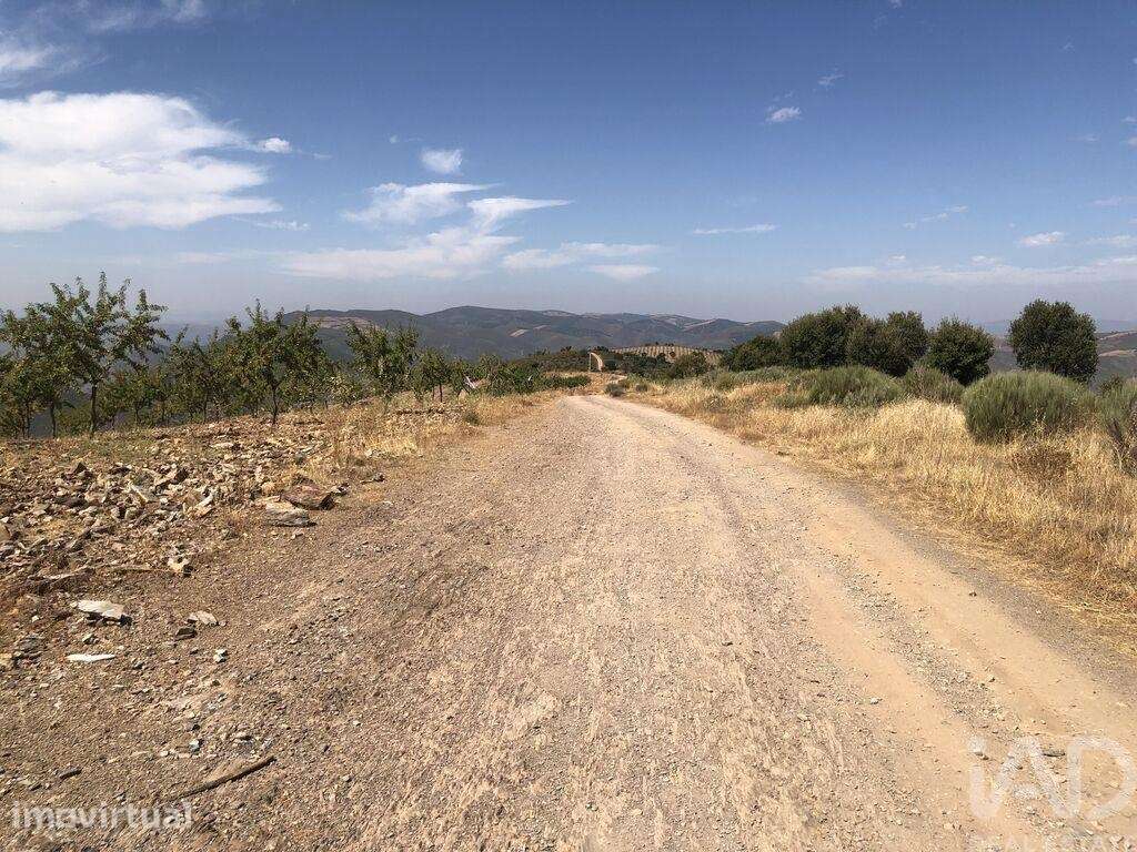 Terreno Agrícola em Poiares - Grande imagem: 3/17