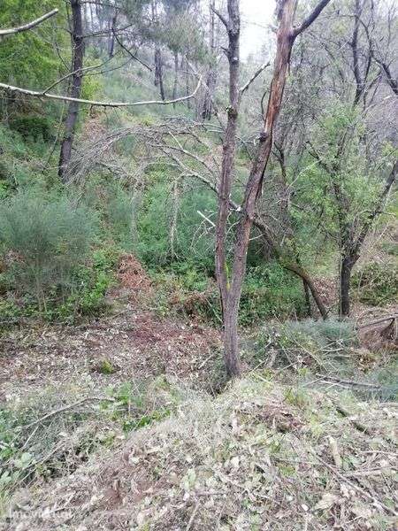 Terreno Agrícola  27322m2 - Grande imagem: 5/11