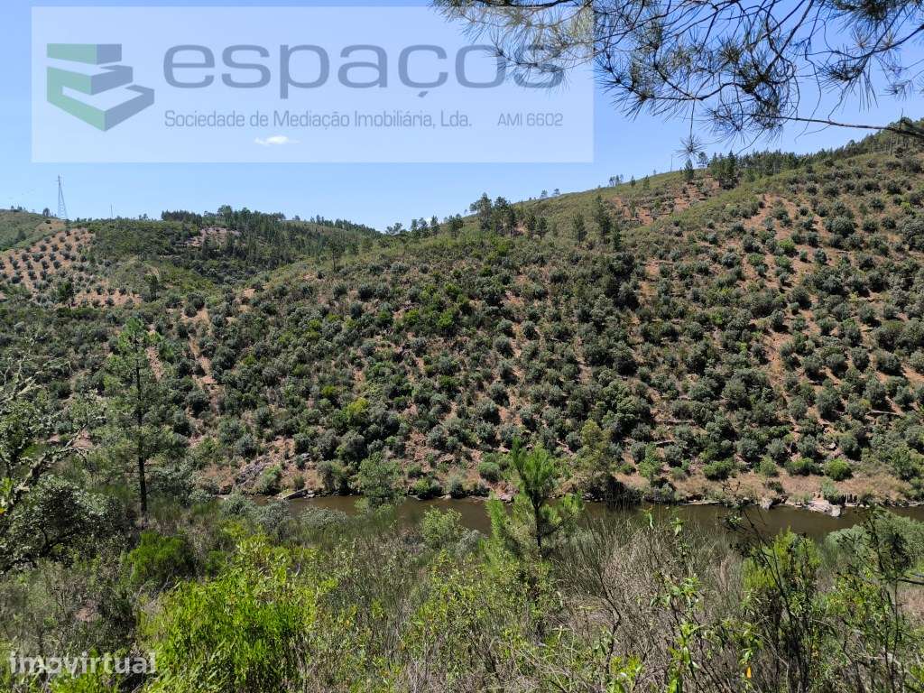 Olivar tradicional a confinar com o rio - Grande imagem: 2/7