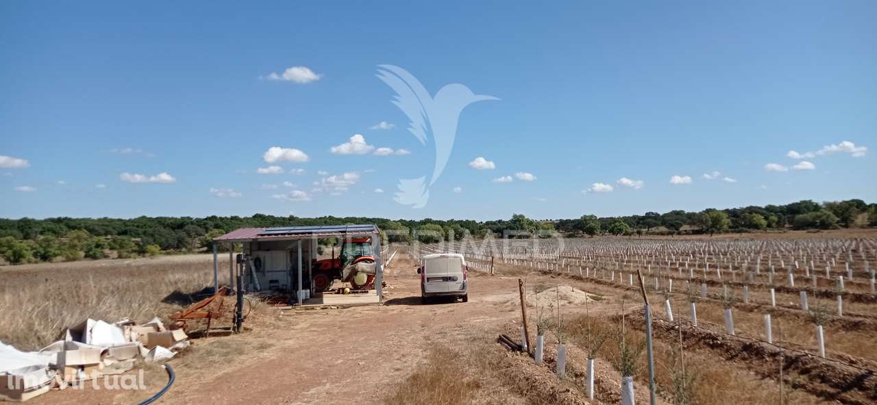 Olival Super Intensivo de 5,9ha à venda em Cano- Sousel - Grande imagem: 3/12
