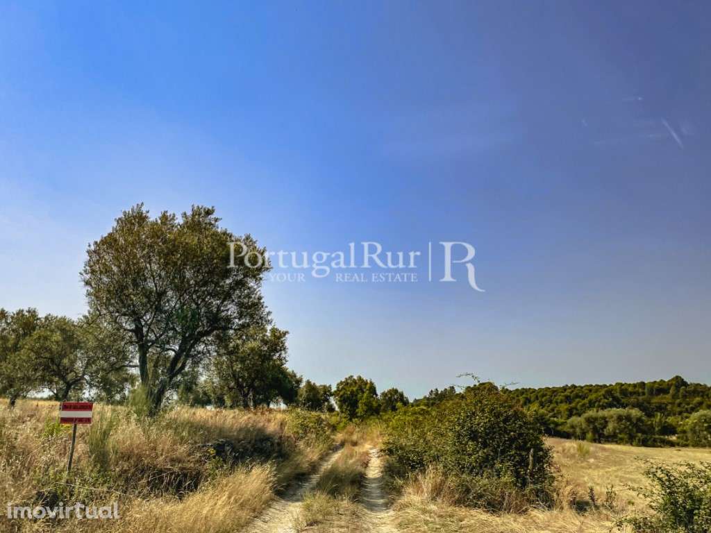 Terreno rústico com 13.900 m² em Monsanto - Grande imagem: 4/7