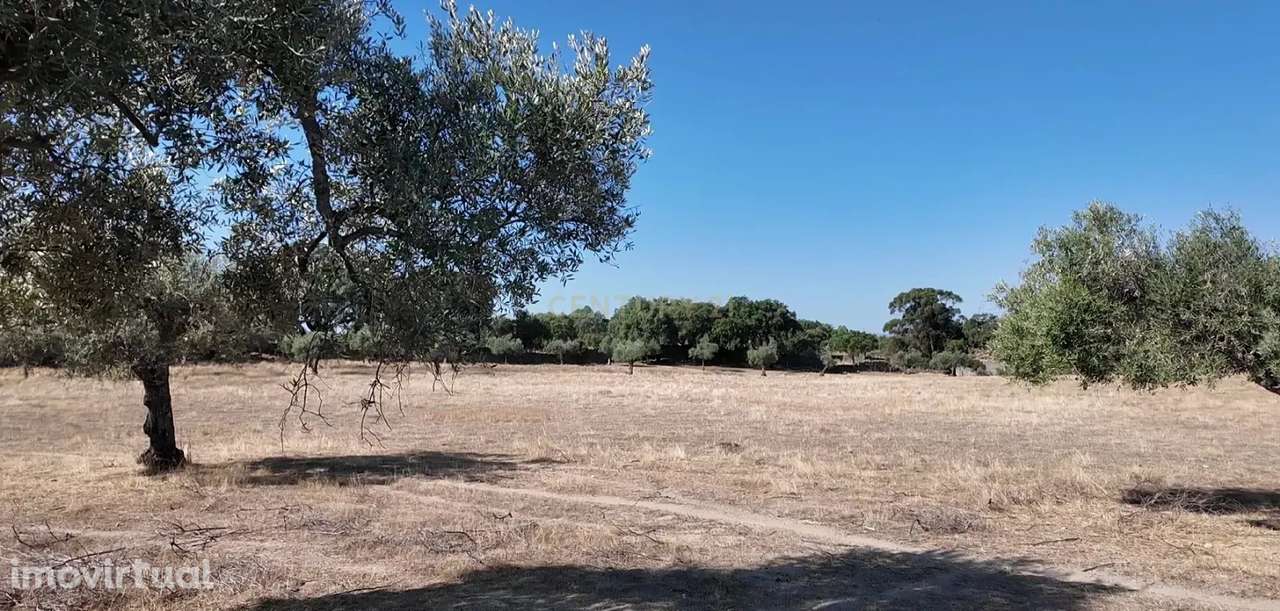 Oportunidade! Quinta S. Bartolomeu, Castelo Branco - Grande imagem: 3/20