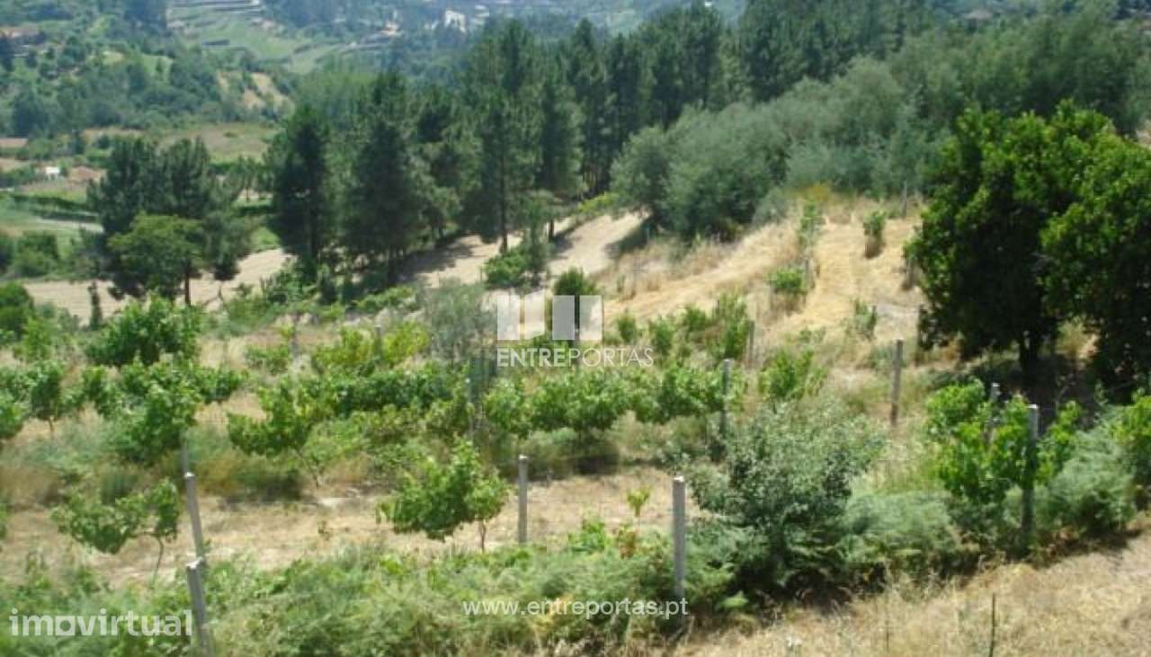 Venda Terreno, vista desafogada, Santa Leocádia, Baião - Grande imagem: 2/30
